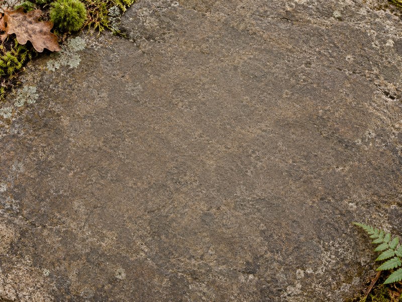 Woodland material scene